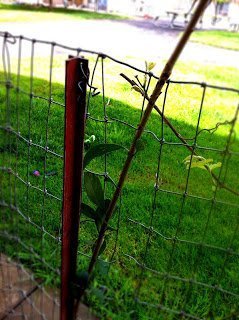 Crappy Fences Make Good Neighbors